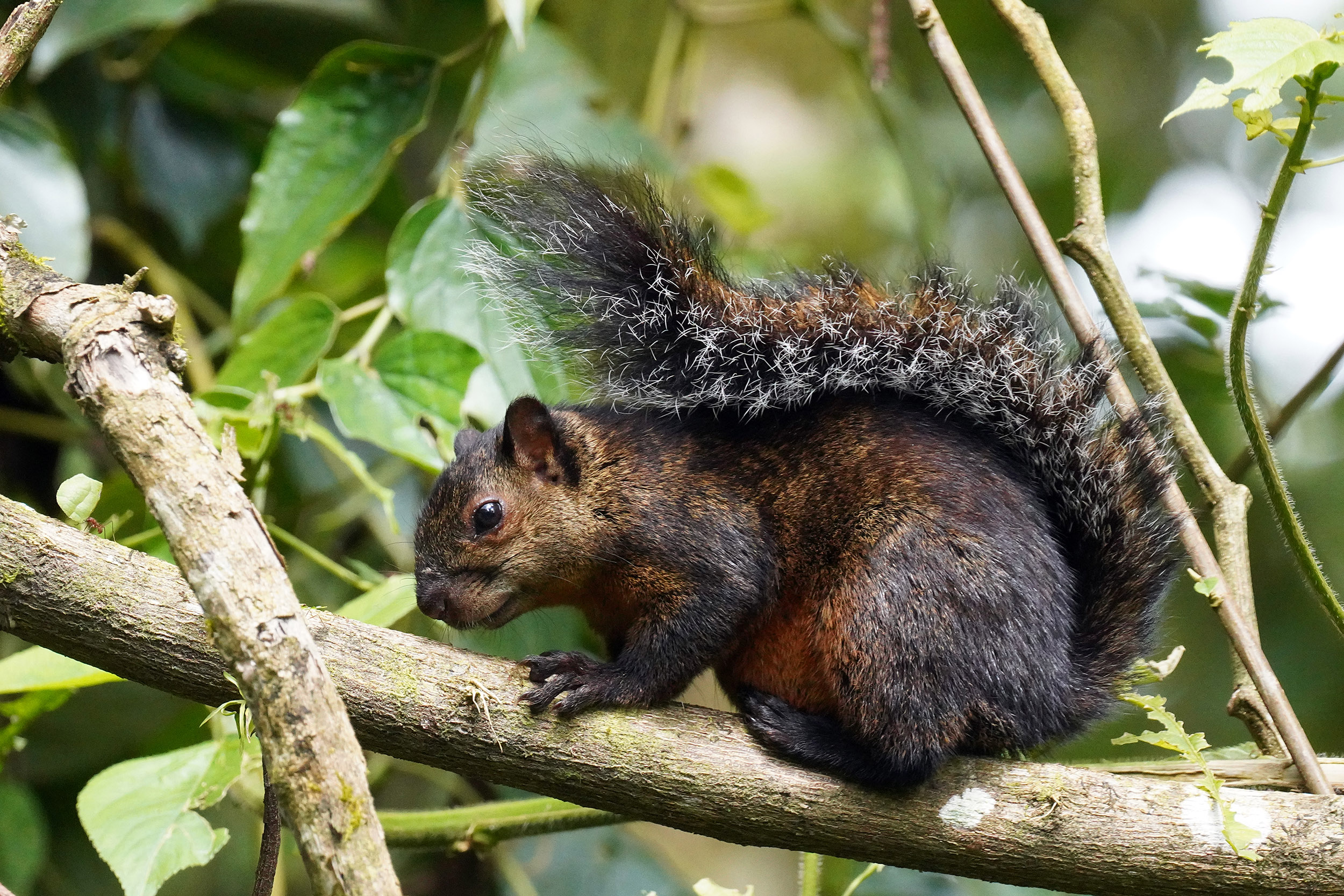 Costa Rica - Février 2025